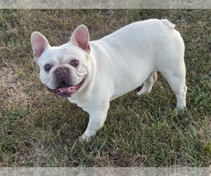 Father of the Faux Frenchbo Bulldog-French Bulldog Mix puppies born on 08/27/2025