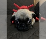 Small Photo #14 Pug Puppy For Sale in HOUSTON, TX, USA