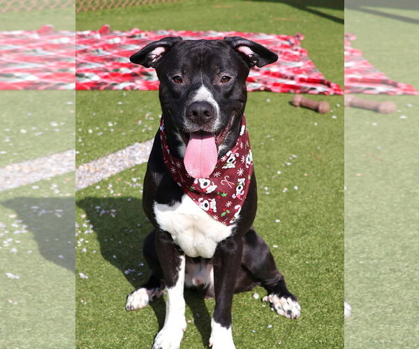 Medium Photo #7 Mutt Puppy For Sale in Rockaway, NJ, USA