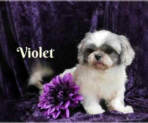 Mother of the Shih Tzu puppies born on 09/16/2021