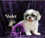 Small Photo #1 Shih Tzu Puppy For Sale in OSCEOLA, MO, USA