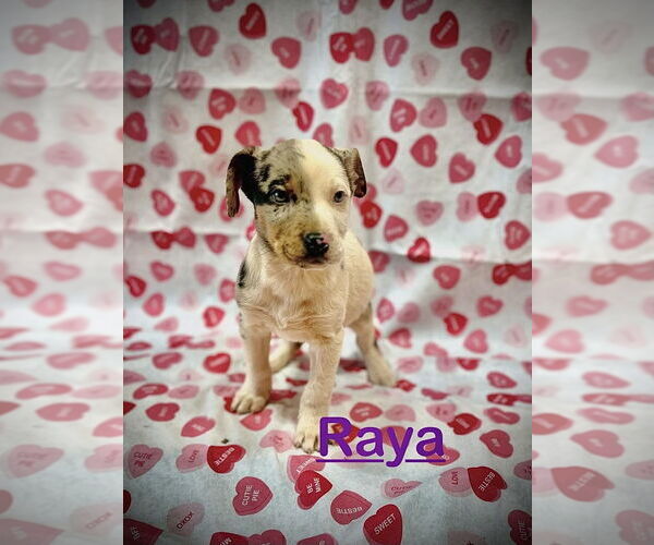 Medium Photo #3 Mutt Puppy For Sale in Mooresville, NC, USA