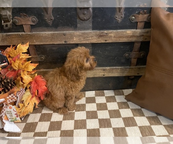 Medium Photo #3 Cavapoo (Miniature) Puppy For Sale in FULTON, KS, USA