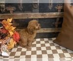 Small #2 Cavapoo (Miniature)