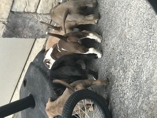American Bully Puppy for sale in KALISPELL, MT, USA