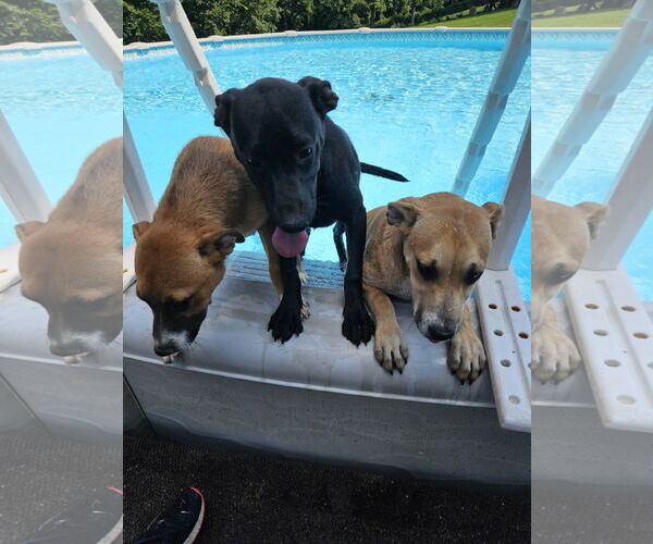 Medium Photo #3 Boxer Puppy For Sale in Thomasville, NC, USA