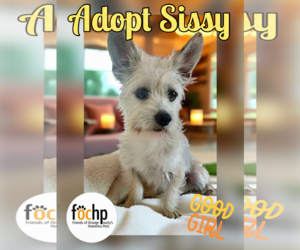 Cairn Terrier Dogs for adoption in Menifee, CA, USA