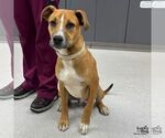 Small #2 Labrador Retriever-Retriever  Mix
