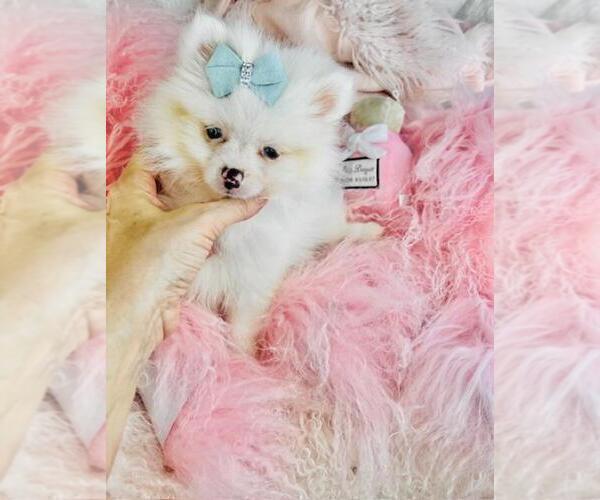 Medium Photo #26 Pomeranian Puppy For Sale in TAMPA, FL, USA