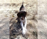 Small Photo #10 German Shorthaired Pointer Puppy For Sale in WOODLAND PARK, CO, USA