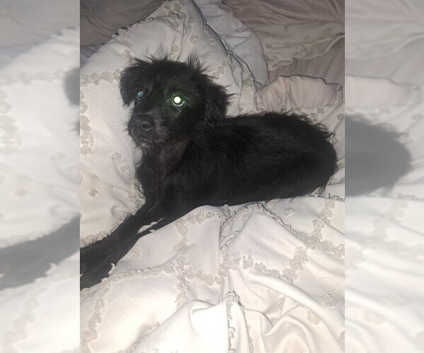 Medium Photo #2 Border Collie-Unknown Mix Puppy For Sale in San Bernardino, CA, USA