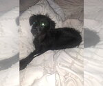 Small #1 Border Collie Mix