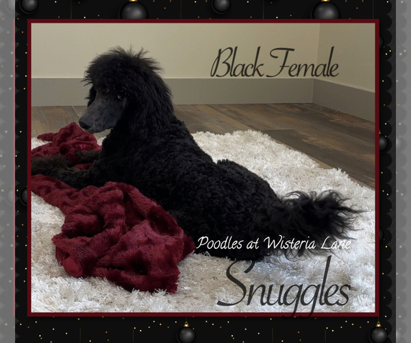 Medium Photo #5 Poodle (Standard) Puppy For Sale in COMMERCE, GA, USA
