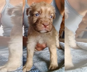 Black Mouth Cur-Labrador Retriever Mix Puppy for sale in DUNNELLON, FL, USA