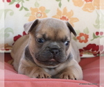 Small #2 French Bulldog