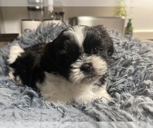 Shinese Puppy for sale in SPRINGFIELD, MO, USA