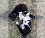 Small Photo #23 Border Collie Puppy For Sale in CAMAS, WA, USA
