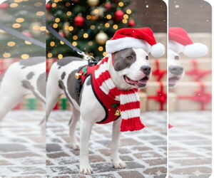 Staffordshire Bull Terrier Dogs for adoption in Garner, NC, USA