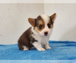 Small #6 Pembroke Welsh Corgi