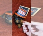 Small #2 Yorkshire Terrier
