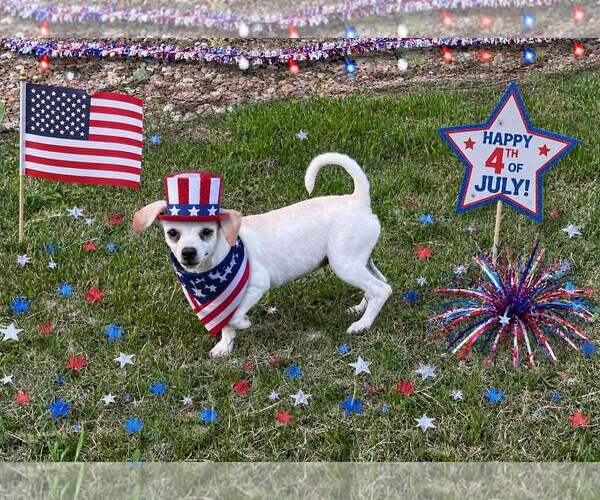 Medium Photo #2 Chihuahua Puppy For Sale in Yardley, PA, USA
