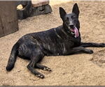 Small #1 Dutch Shepherd  Mix