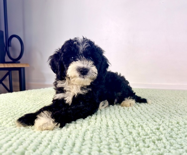 Medium Photo #7 Bernedoodle (Miniature) Puppy For Sale in GREENFIELD, IN, USA