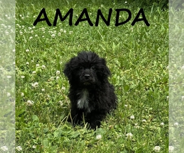 Medium Photo #2 Shih-Poo Puppy For Sale in HARTLAND, MN, USA