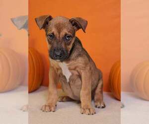 Hendrix 26/792 - Male American Pit Bull Terrier-Unknown Mix Dog for Adoption - Photo #2