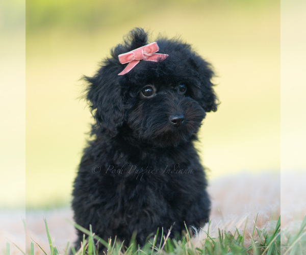 Medium Photo #4 Goldendoodle (Miniature) Puppy For Sale in WARSAW, IN, USA