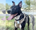 Small #7 Basenji Mix
