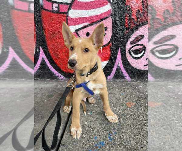 Medium Photo #9 Mutt Puppy For Sale in New York, NY, USA