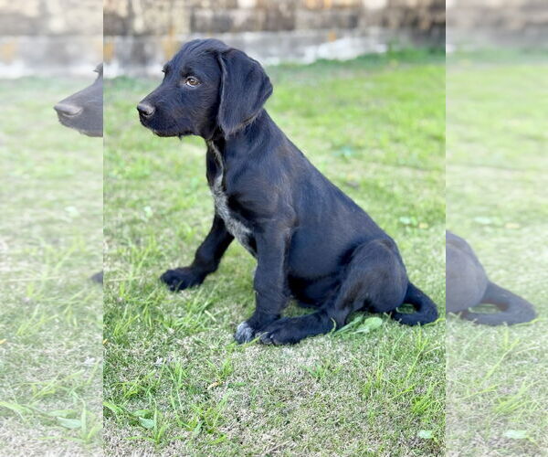 Medium Photo #4 Labrador Retriever-Unknown Mix Puppy For Sale in PIPE CREEK, TX, USA