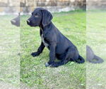 Small #3 Labrador Retriever Mix