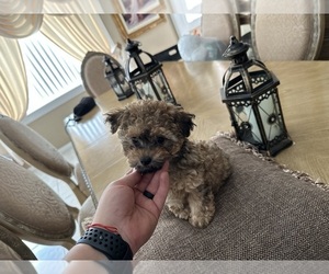 Poodle (Toy) Puppy for sale in HIALEAH, FL, USA