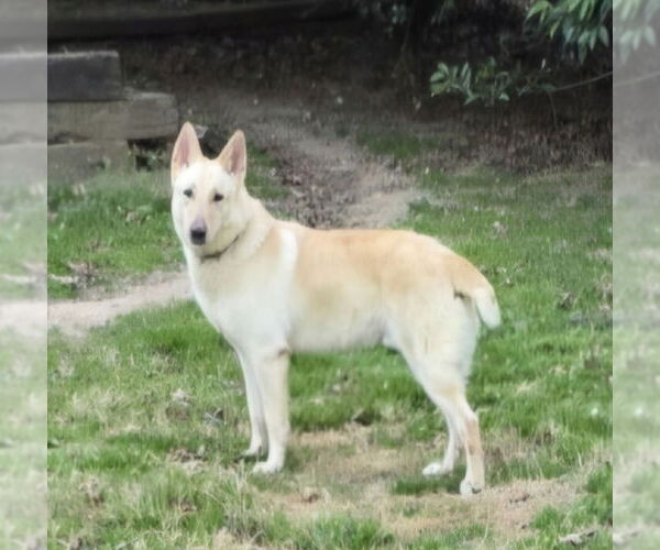 Medium Photo #3 - Mix Puppy For Sale in Winston Salem, NC, USA