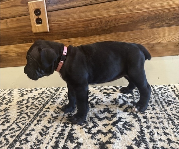 Medium Photo #2 Cane Corso Puppy For Sale in BARBOURSVILLE, VA, USA