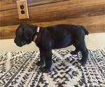 Small #1 Cane Corso