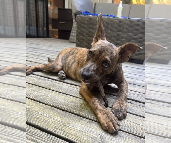 Medium Photo #3 American Pit Bull Terrier-Unknown Mix Puppy For Sale in Bellevue, WA, USA