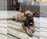 Small #2 American Pit Bull Terrier Mix