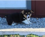 Small Photo #3 Pembroke Welsh Corgi Puppy For Sale in NORTH MANCHESTER, IN, USA