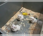Small Photo #15 Maltese Puppy For Sale in CARROLLTON, GA, USA