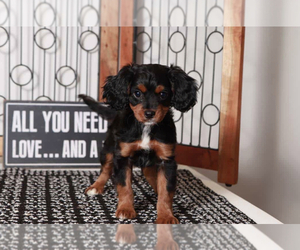 Cavapoo Puppy for sale in NAPLES, FL, USA