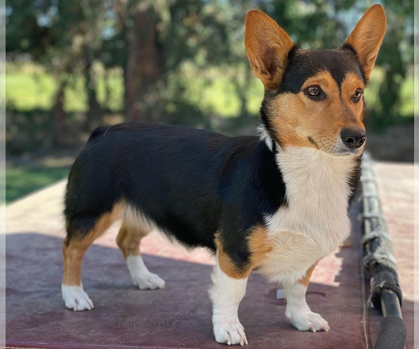 Medium Photo #1 Pembroke Welsh Corgi Puppy For Sale in OAKDALE, CA, USA
