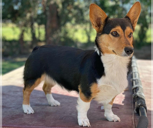 Mother of the Pembroke Welsh Corgi puppies born on 08/01/2025