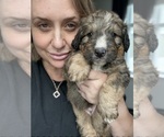 Small #8 Bernedoodle