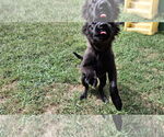 Small Photo #4 Collie-Labrador Retriever Mix Puppy For Sale in Sebec, ME, USA