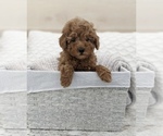 Small Photo #4 Goldendoodle (Miniature) Puppy For Sale in NORTH LAWRENCE, OH, USA