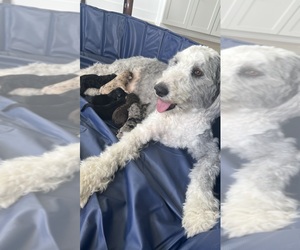 Mother of the Sheepadoodle puppies born on 04/04/2023