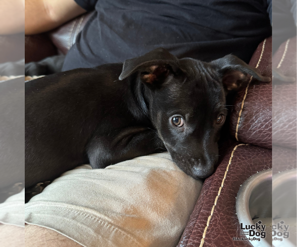 Medium Photo #7 Labrador Retriever-Unknown Mix Puppy For Sale in Washington, DC, USA